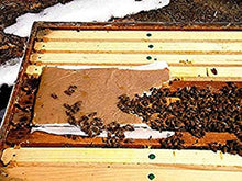 Load image into Gallery viewer, Pollen Patty | High Protein Formula | Supplementary Feed for All Levels of Beekeepers