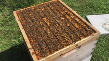 Load and play video in Gallery viewer, Bee Hive 2 Deep &amp; 3 Medium w/Frames Beekeeping BeeHive kit Un-Assembled Langstroth
