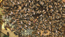 Load and play video in Gallery viewer, Bee Hive 2 Deep & 3 Medium w/Frames Beekeeping BeeHive kit Un-Assembled Langstroth